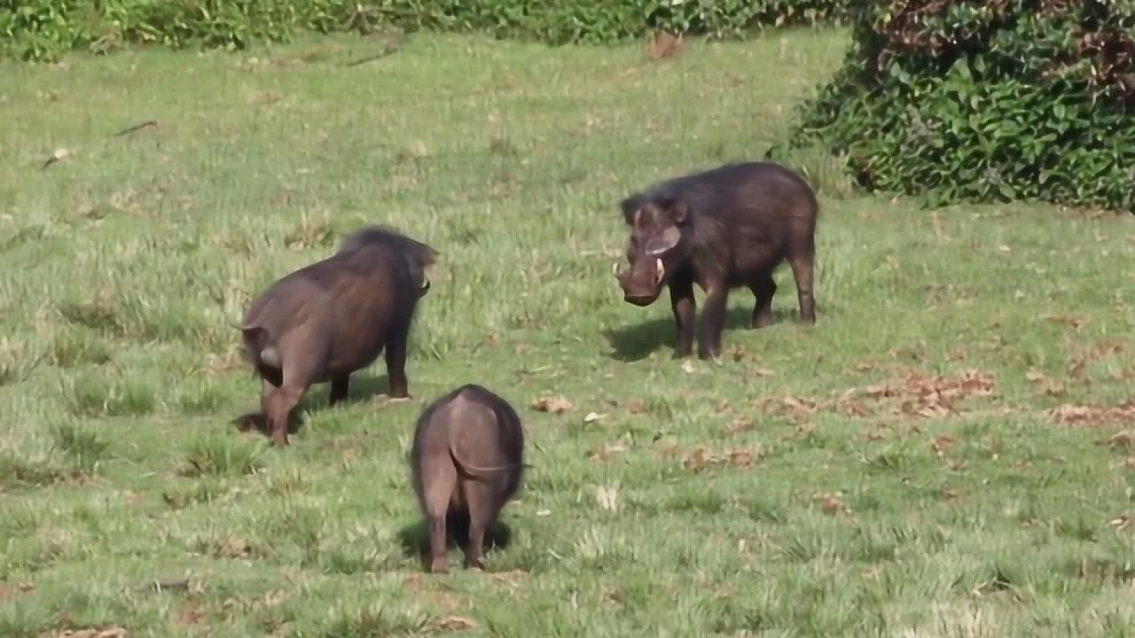 世界上最奇特的野猪，蓝血野猪的脂肪全都是蓝